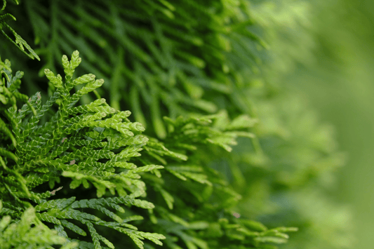 Understanding Endometriosis and Natural Support Strategies