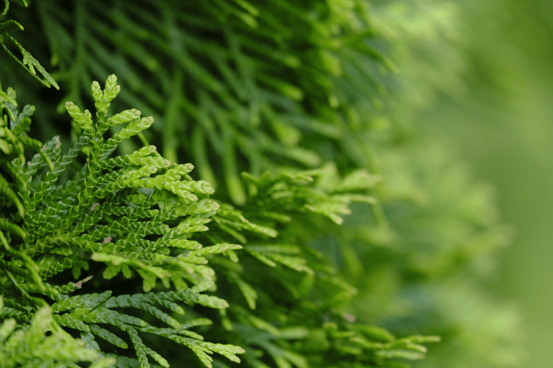 Understanding Endometriosis and Natural Support Strategies