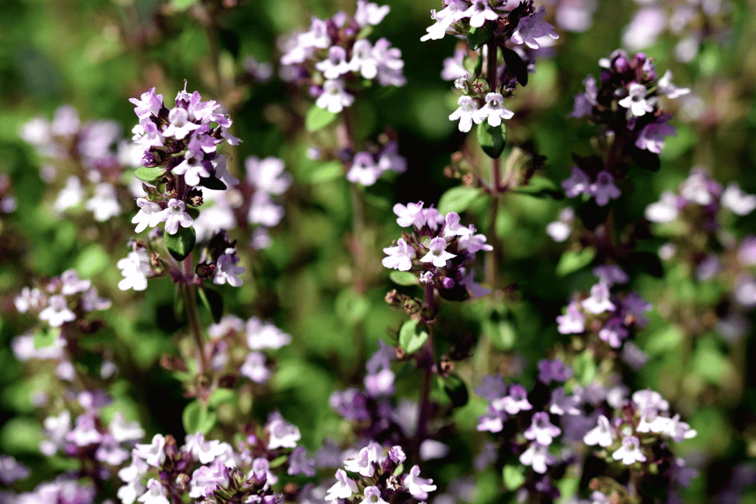 Case Study: Chronic Cough