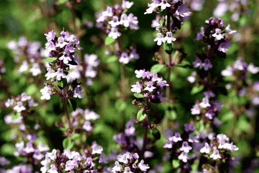 Case Study: Chronic Cough