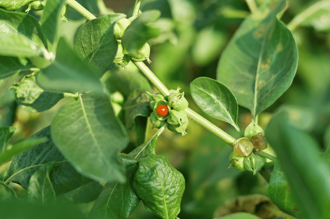 Case Study: Cognition & Brain Health