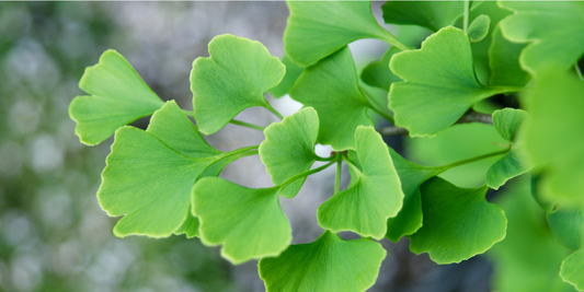 Cognitive Decline & Phytomedicine
