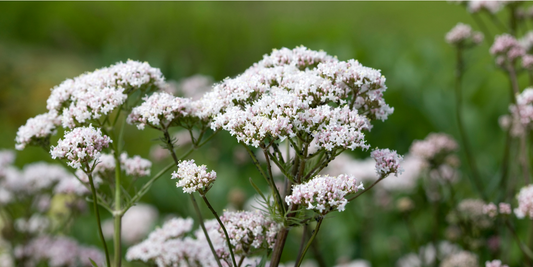 Valerian - More than just a sleeping aid
