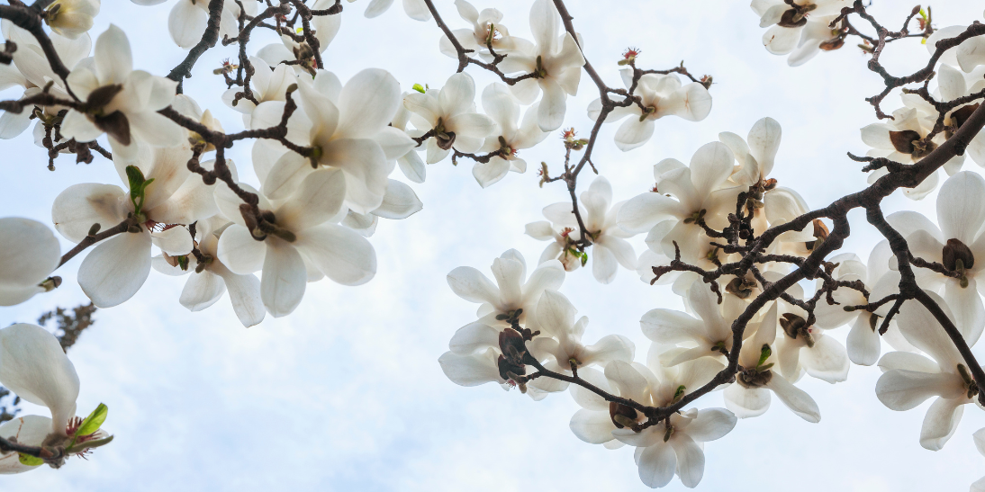 Stress, Anxiety & Inflammation