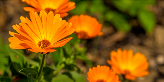 Topical applications: Calendula, Karamū, Mānuka
