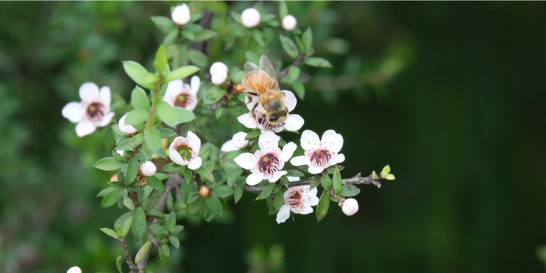 Effective Uses of New Zealand Native Plants in Clinic