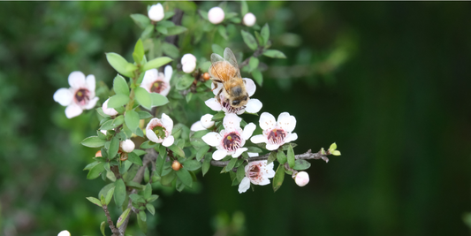 Effective Uses of New Zealand Native Plants in Clinic