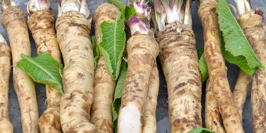 New Zealand Horseradish: A powerful winter immune tonic!