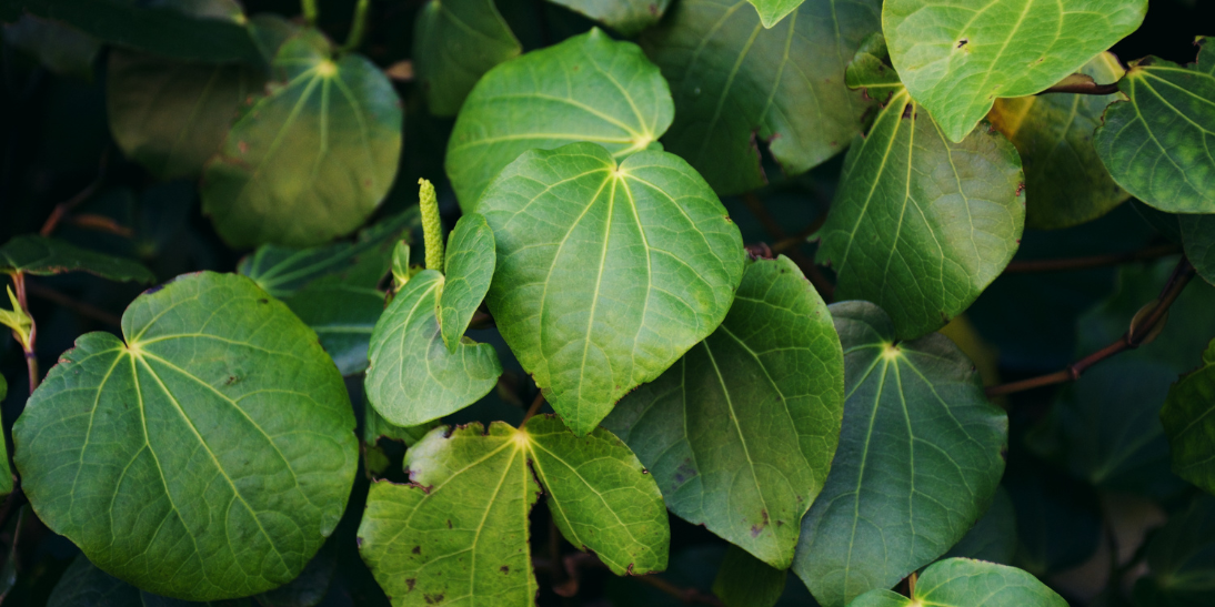 Phytotherapy for Pain: NZ Natives