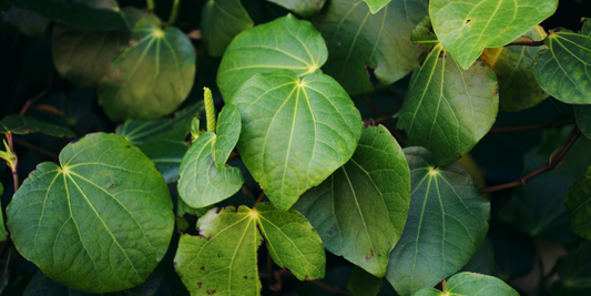 Phytotherapy for Pain: NZ Natives
