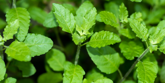 The New Kids on the Block: The top 4 herbs