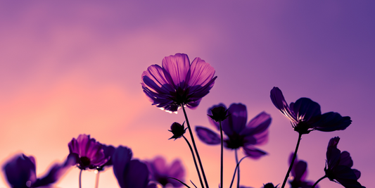Why & how Phytomed began