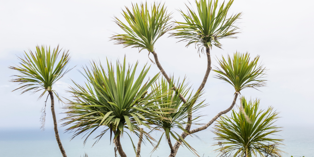 NZ natives topically for first aid