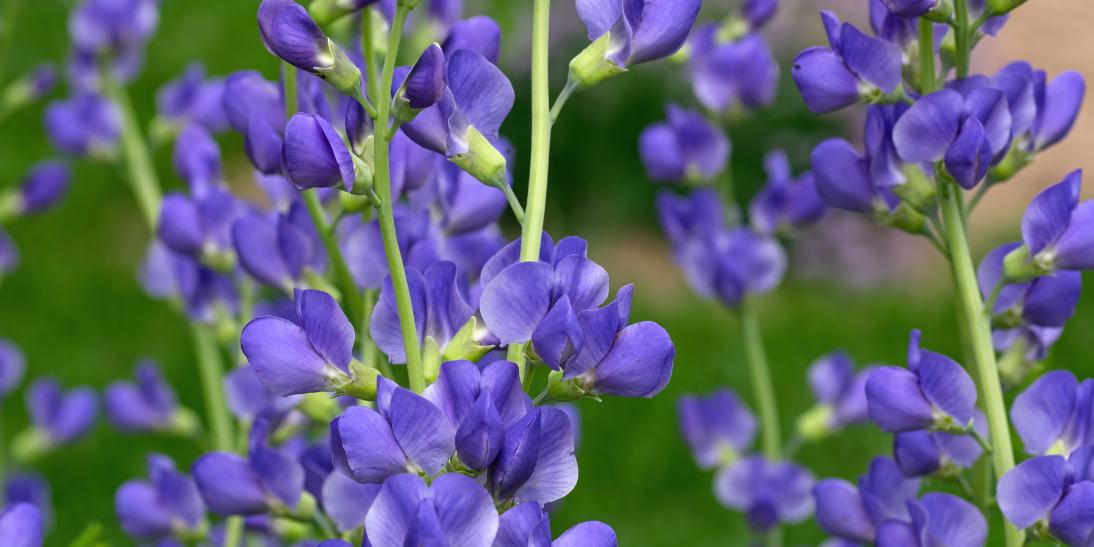 Baptisia & Coptis - Two under-acknowledged antibacterial plants