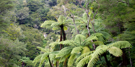 The NZ Native - Kumerahou
