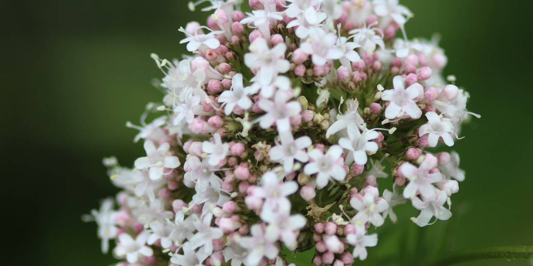 Valerian - More than just a sleeping aid