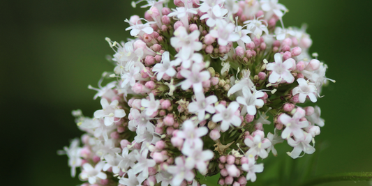 Valerian - More than just a sleeping aid