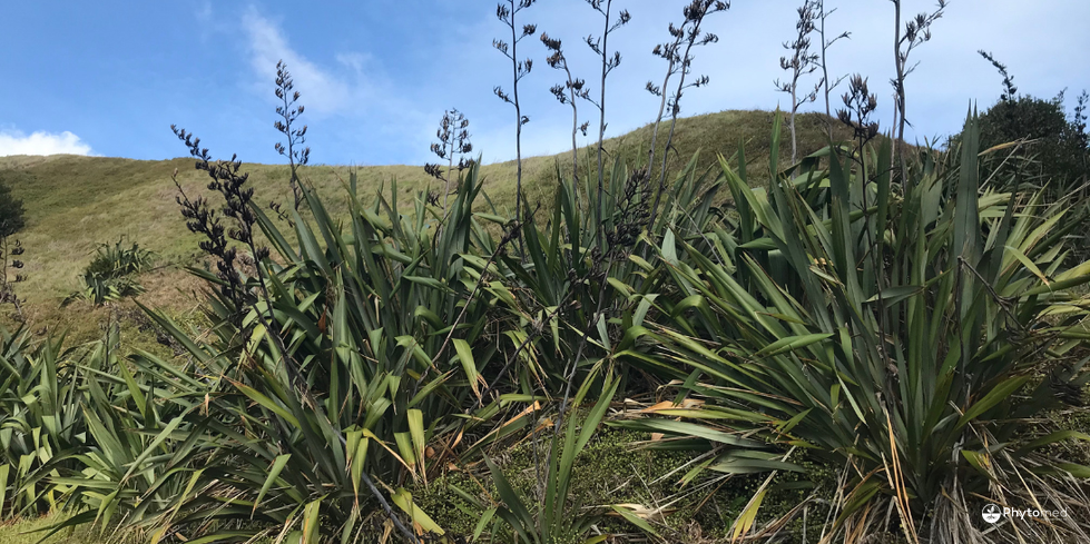 Harakeke: A Strong Digestive Medicine