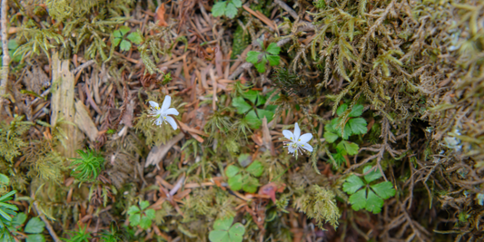 Coptis chinensis:  a more sustainable alternative to Hydrastis canadensis