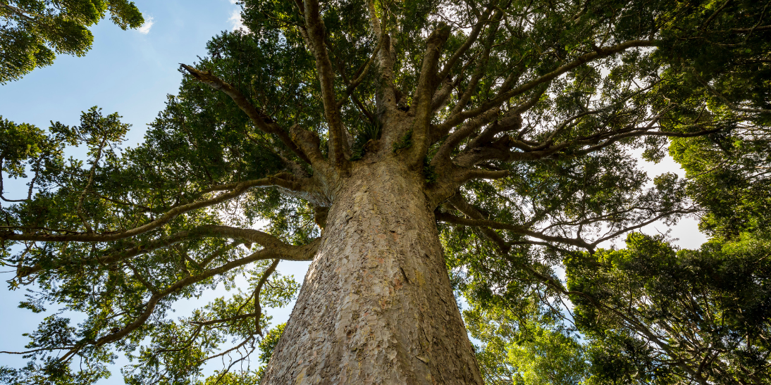 Tanekaha: A Remarkable Bitter