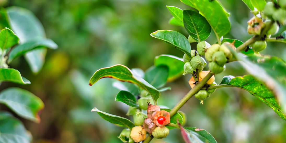 Withania - A Useful Adjunct with SSRI's For Anxiety