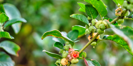 Withania - A Useful Adjunct with SSRI's For Anxiety