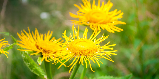 Elecampane - To protect our lungs during an era of increasing bushfires