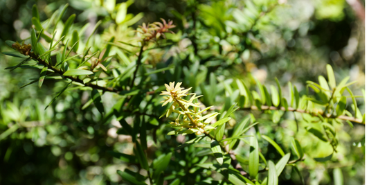Tōtara: Nature’s answer to modern challenges